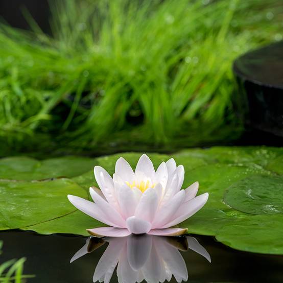 Nymphaea Marliacea Carnea - Nénuphar rustique Pot de 1L/1,5L