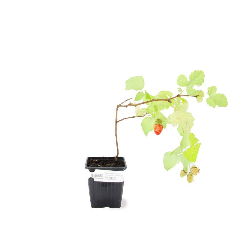Framboisier 'Tulameen' BIO (Rubus idaeus 'Tulameen') - Godet 9cm - Pépinières Naudet - Image 2