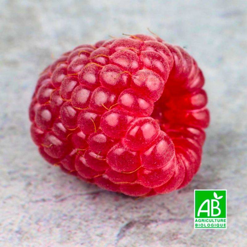 Framboisier 'Tulameen' BIO (Rubus idaeus 'Tulameen') - Godet 9cm - Pépinières Naudet - Image 1