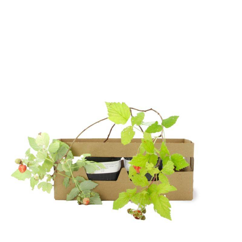 Framboisier 'Tulameen' BIO (Rubus idaeus 'Tulameen') - Godet 9cm - Pépinières Naudet - Image 4