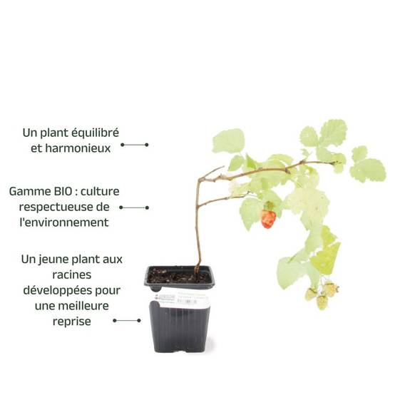 Framboisier 'Tulameen' BIO (Rubus idaeus 'Tulameen') - Godet 9cm - Pépinières Naudet - Image 3