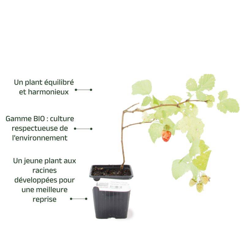 Framboisier 'Tulameen' BIO (Rubus idaeus 'Tulameen') - Godet 9cm - Pépinières Naudet - Image 3