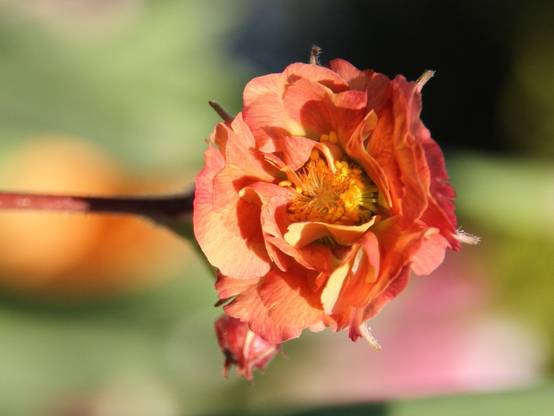 Geum Mai Tai - Benoîte saumon abricot Godet de 8/9 cm - Image 3