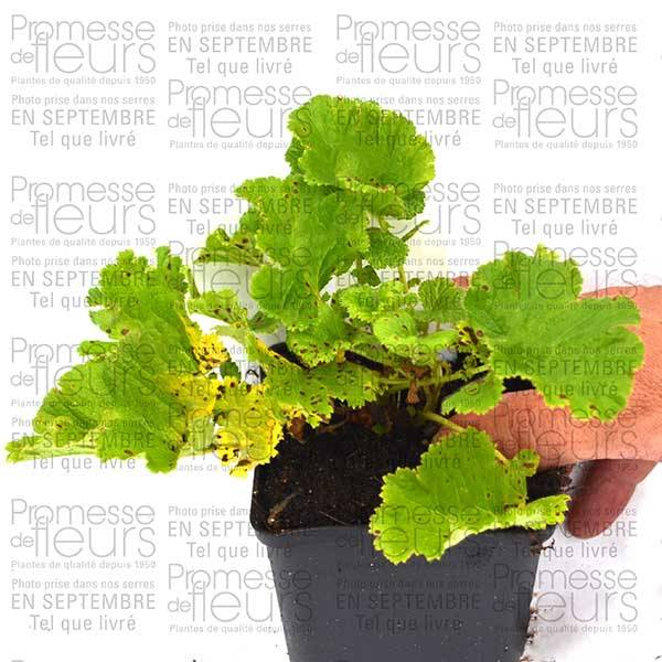 Geum Mai Tai - Benoîte saumon abricot  Godet de 8/9 cm - Image 5