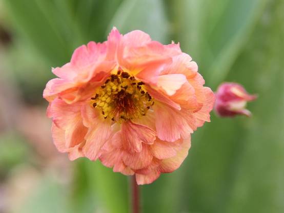 Geum Mai Tai - Benoîte saumon abricot Godet de 8/9 cm - Image 4
