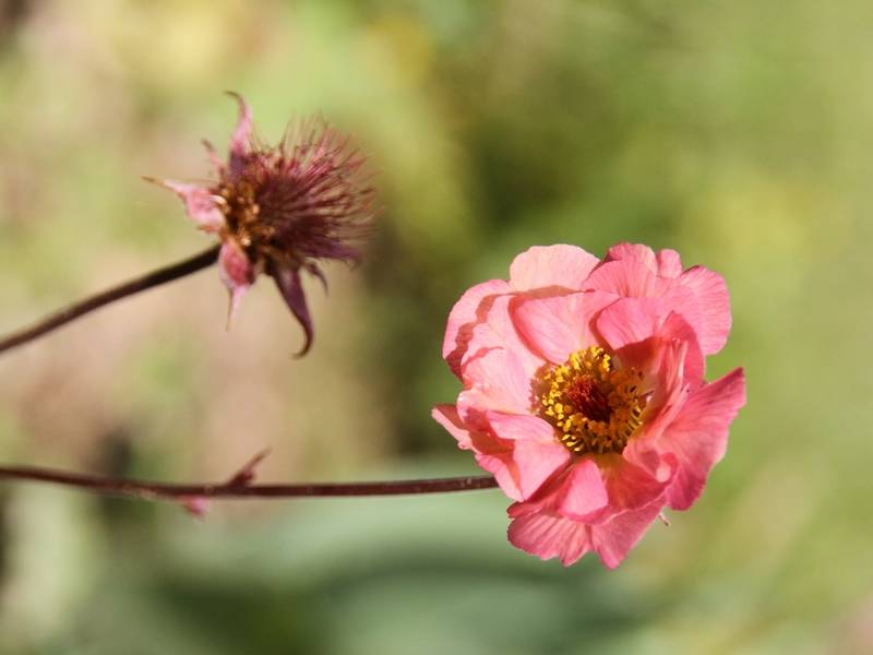 Geum Mai Tai - Benoîte saumon abricot  Godet de 8/9 cm - Image 2