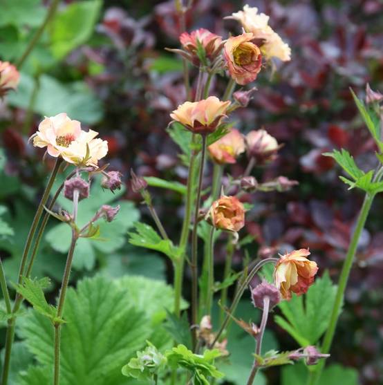 Geum Mai Tai - Benoîte saumon abricot Godet de 8/9 cm - Image 1