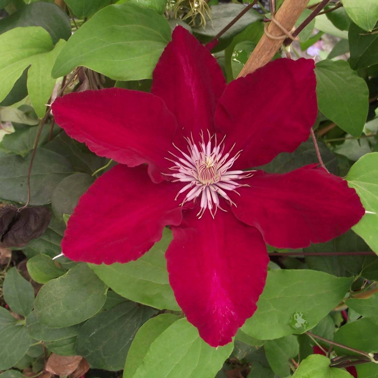 Clematite - Clematis Rebecca Pot de 2L/3L