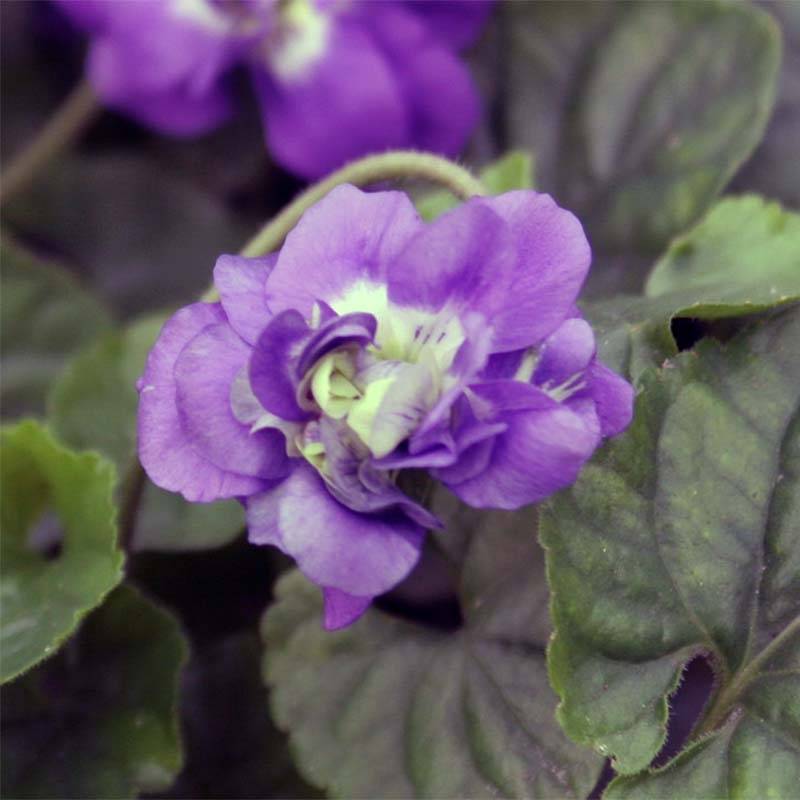 Violette odorante - Viola odorata Plena Pot de 2L/3L