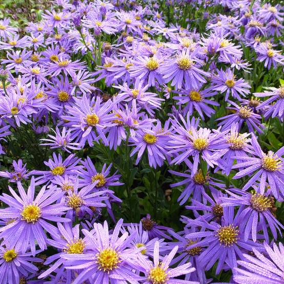 Aster amellus Sonora - Aster d'été Godet de 8/9 cm