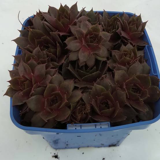 Promesse de Fleurs - Sempervivum Chick Charms Plum Perfect - Joubarbe Pot de 10 cm/11cm