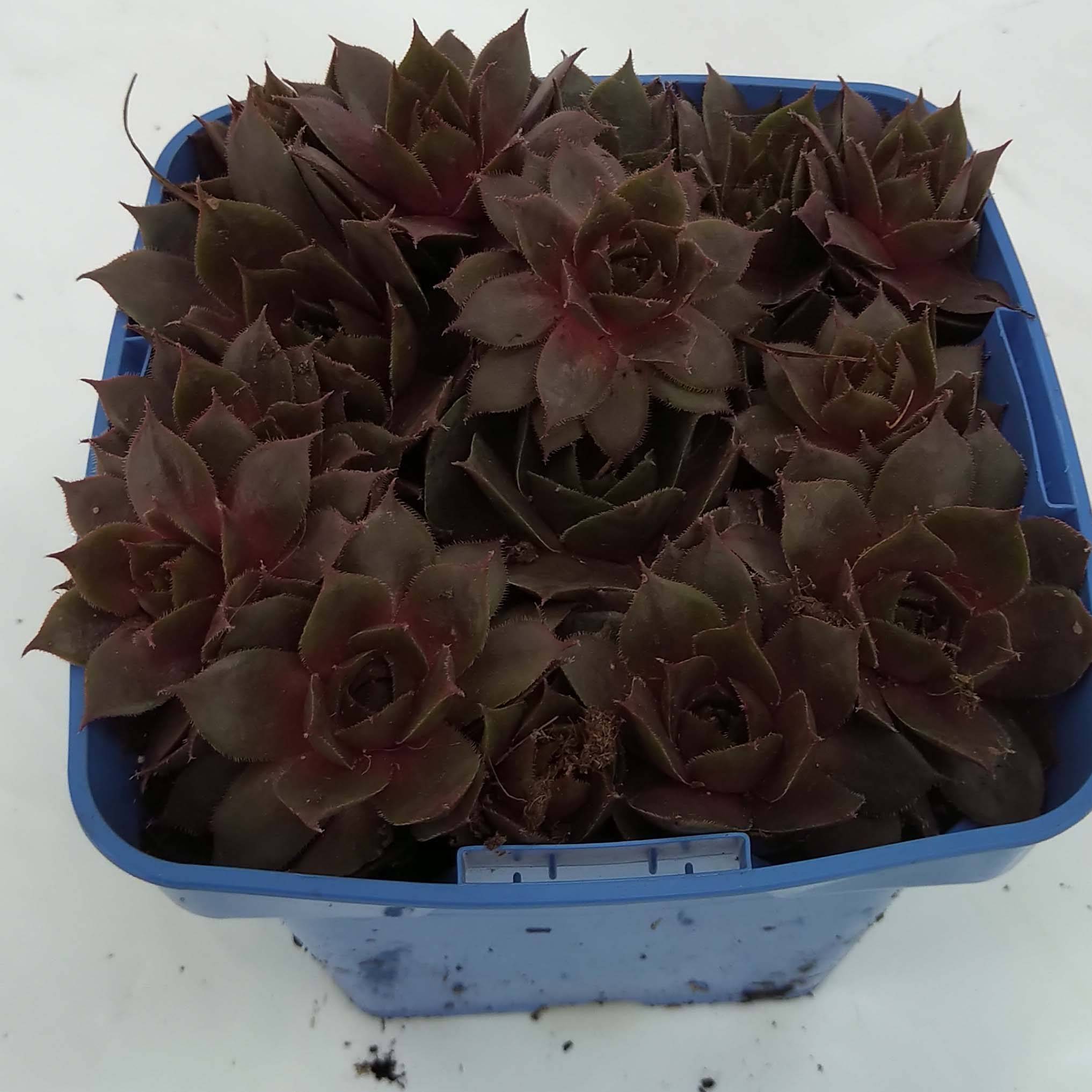 Promesse de Fleurs - Sempervivum Chick Charms Plum Perfect  - Joubarbe Pot de 10 cm/11cm
