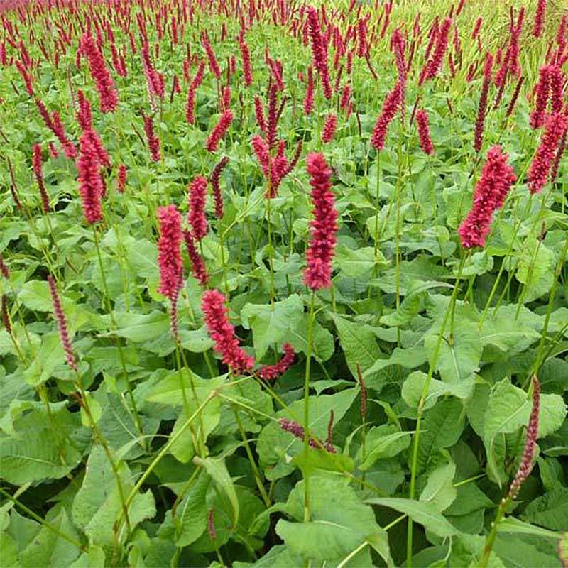 Promesse de Fleurs - Renouée - Persicaria amplexicaulis Fat Domino Godet de 8/9 cm
