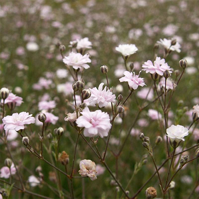 Gypsophila repens Rosa Schönheit - Gypsophile rampant Godet de 8/9 cm