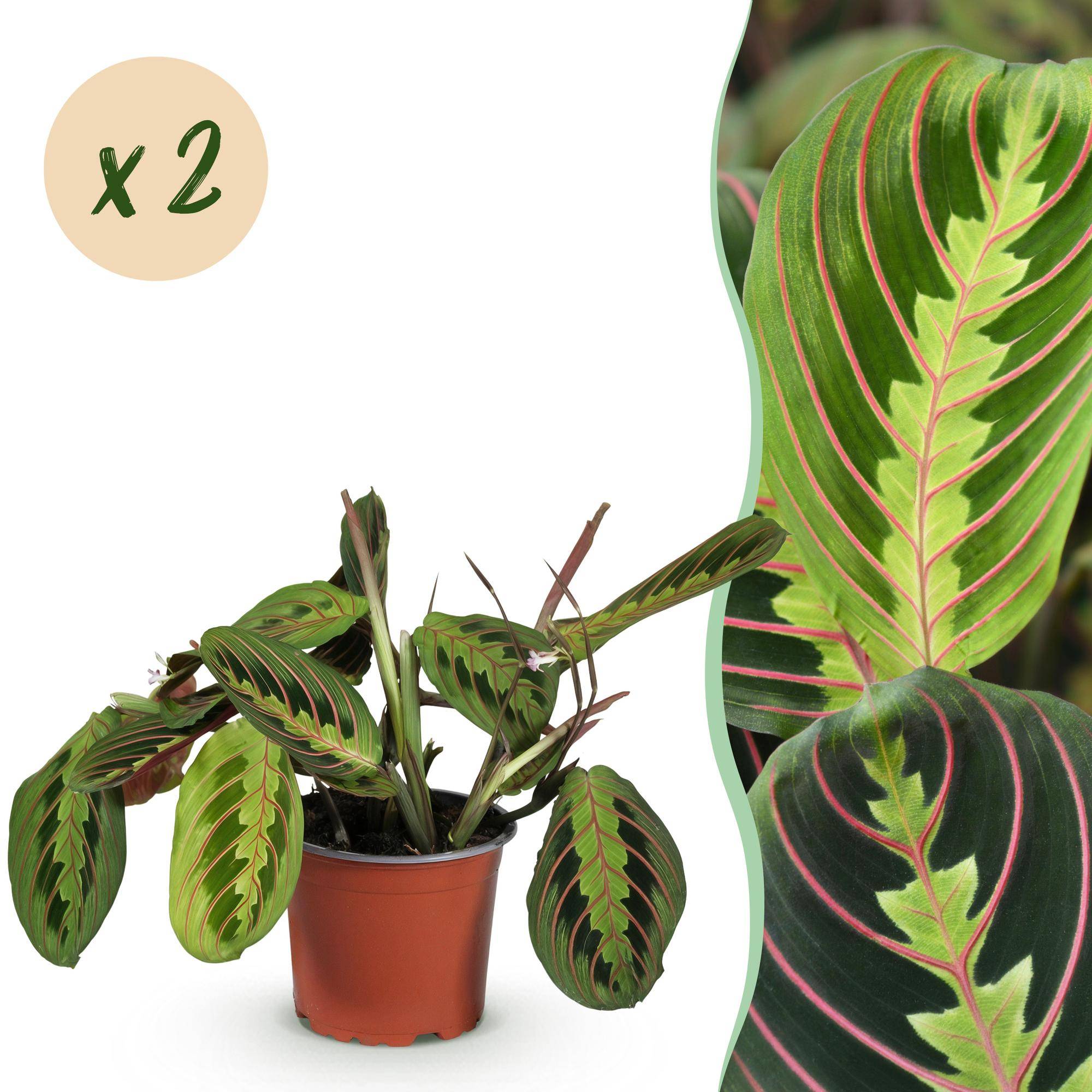 Maranta Fascinator Tricolour - Plante de prière - Pot de 12cm - Hauteur 30-35cm - 2 plantes - Plantes d'intérieur - Image 1