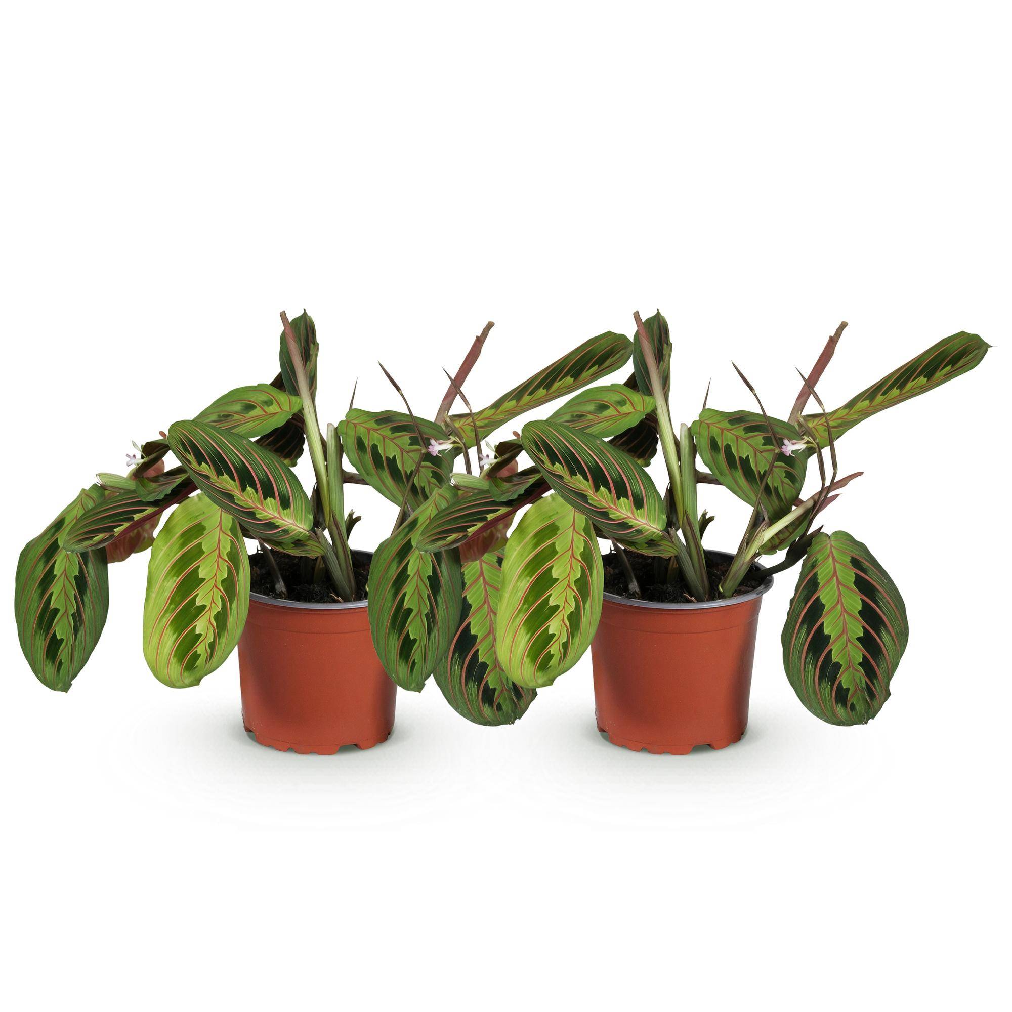 Maranta Fascinator Tricolour - Plante de prière - Pot de 12cm - Hauteur 30-35cm - 2 plantes - Plantes d'intérieur - Image 2