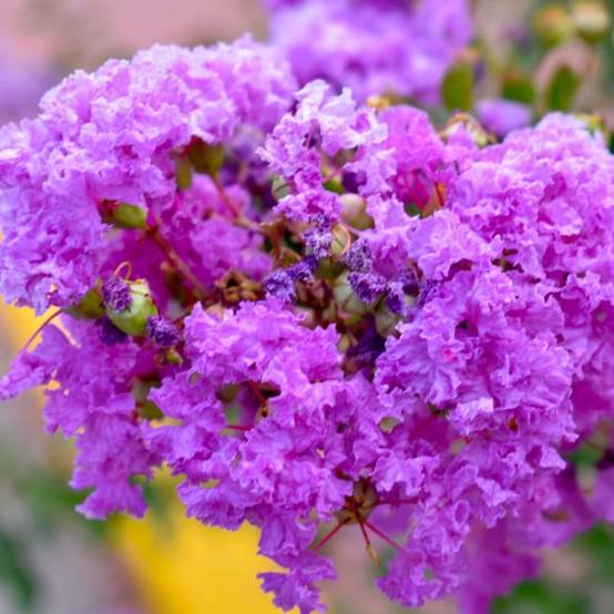 Lilas des Indes 'Catawba' (Lagerstroemia Indica) - Godet - Taille 13/25cm - Pépinières Naudet - Image 1