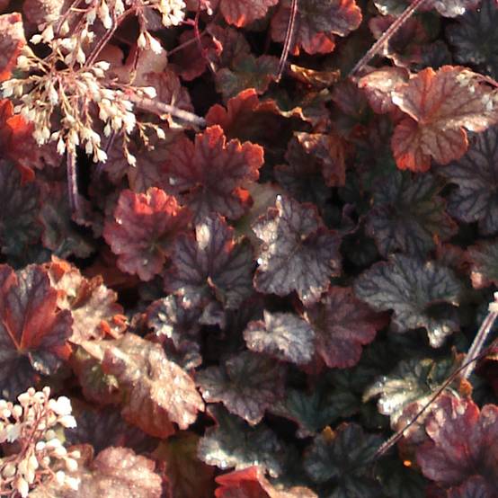 Promesse de Fleurs - Heuchère - Heuchera Pinot Noir Godet de 8/9 cm