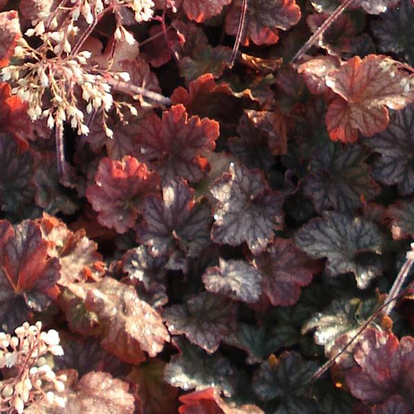 Promesse de Fleurs - Heuchère - Heuchera Pinot Noir Godet de 8/9 cm