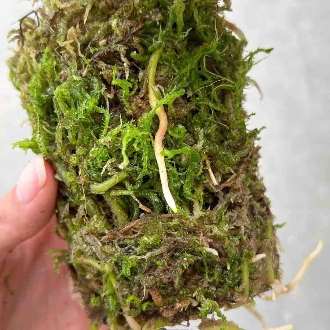 Sphaigne vivante - Sphaigne pour plante - Mousse de sphaigne - Sphaigne vivante pour plante - Image 2
