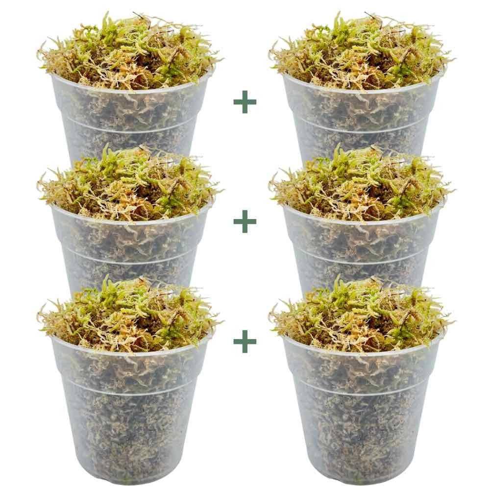 Sphaigne vivante - Sphaigne pour plante - Mousse de sphaigne - Sphaigne vivante pour plante - Image 7