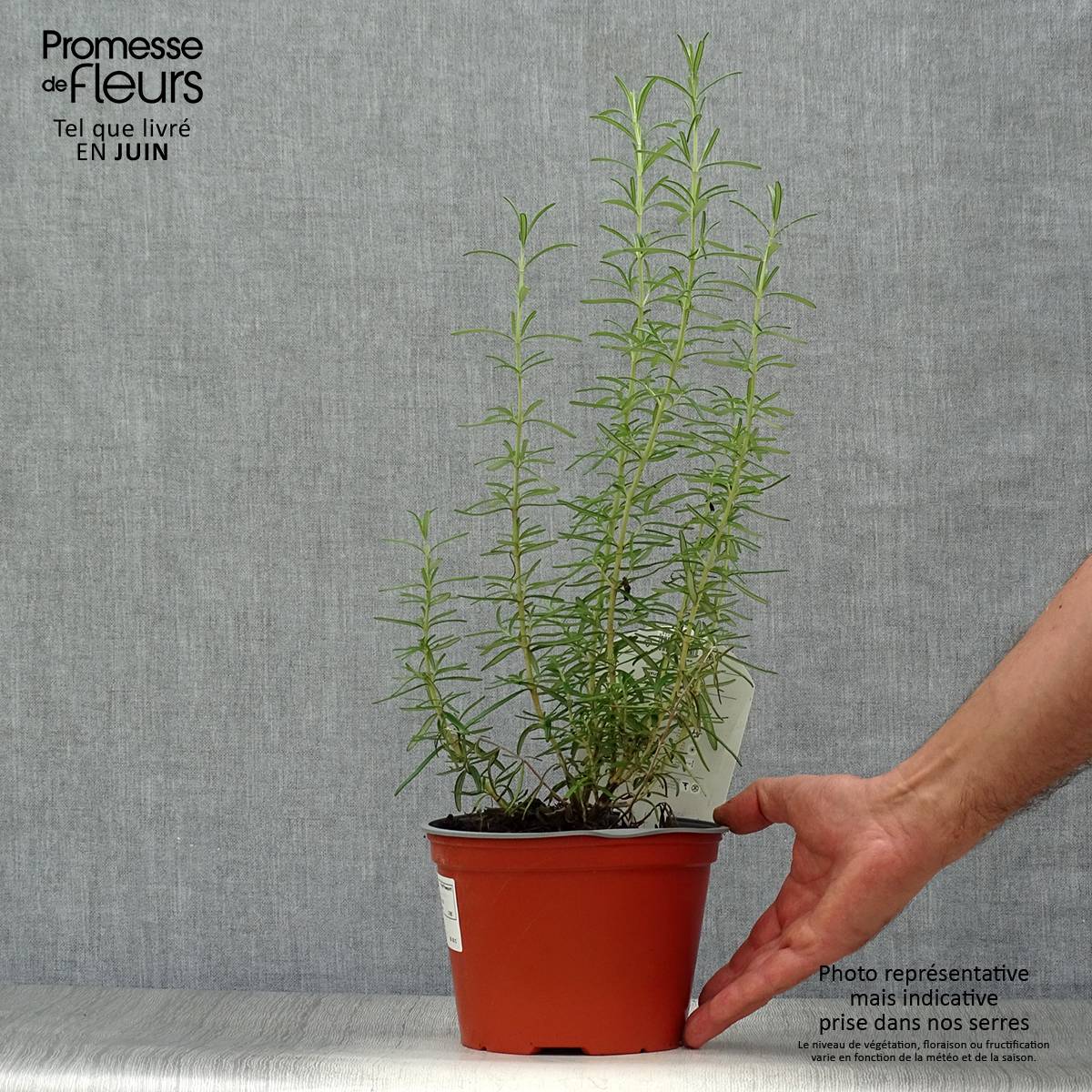 Romarin officinal - Rosmarinus officinalis Pot de 1L/1,5L - Image 2