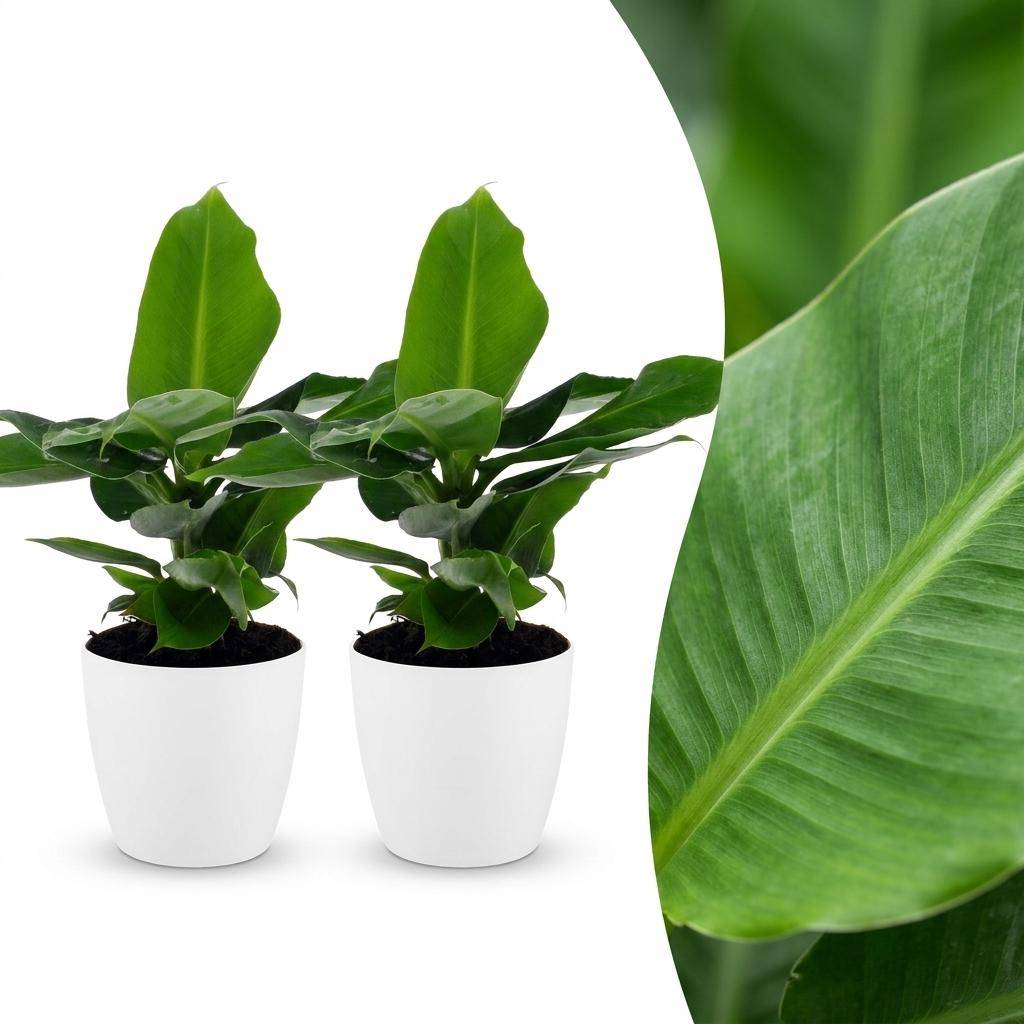 La Green Touch - Musa Oriental Dwarf - Bananier nain - Lot de 2 plantes - Avec cache-pot blanc - Pot Ø12 cm, H 30 cm - Image 1