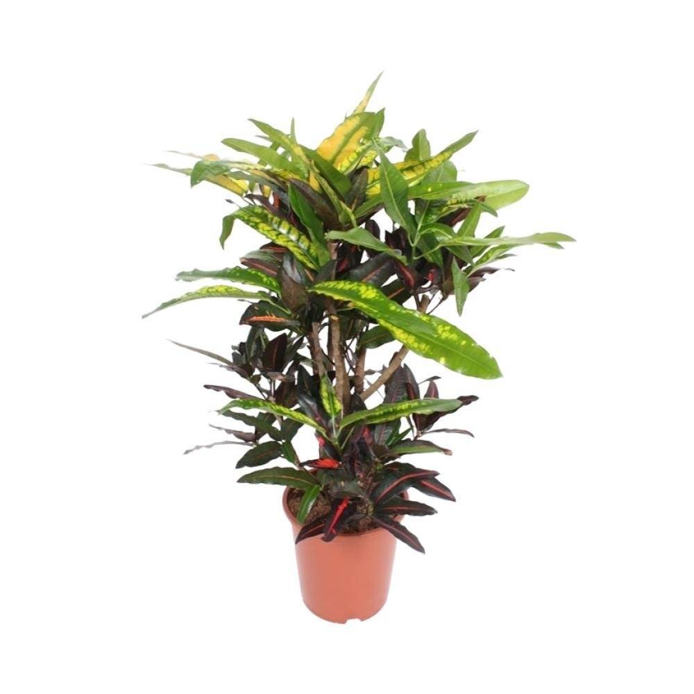 La Green Touch - Codiaeum Mango 110cm - Plante d'intérieur- La Green Touch - Image 2