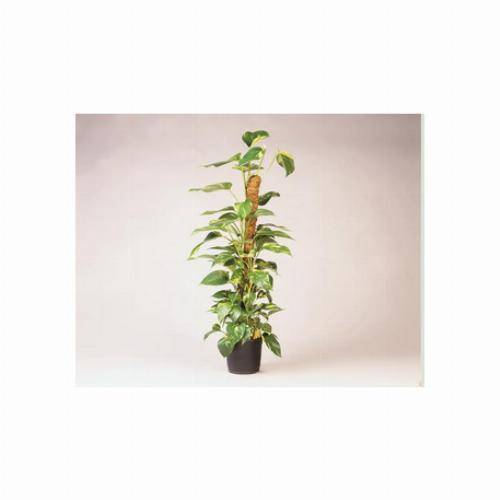 Tuteur en fibres de coco - H 90 cm x diam. 38 mm - Image 1
