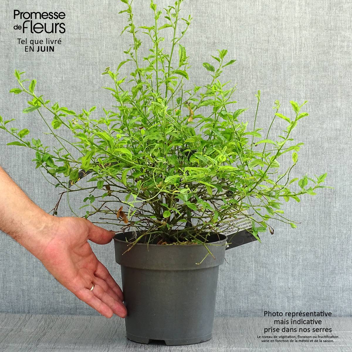 Ceanothus El Dorado - Lilas de Californie Pot de 2L/3L - Image 2