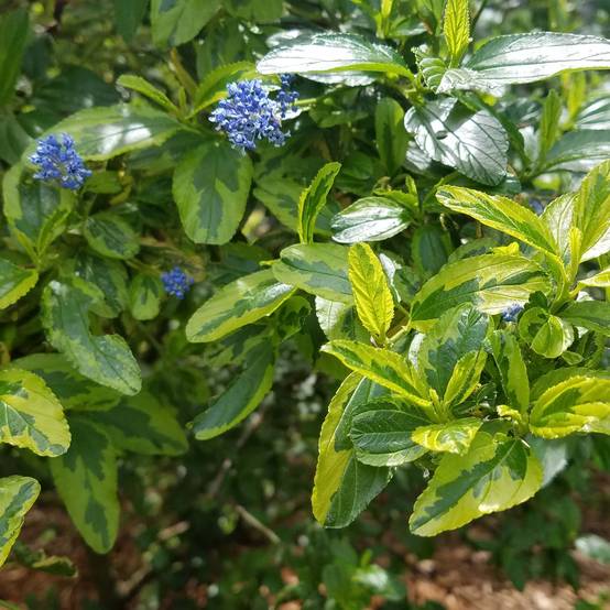 Ceanothus El Dorado - Lilas de Californie Pot de 2L/3L - Image 1