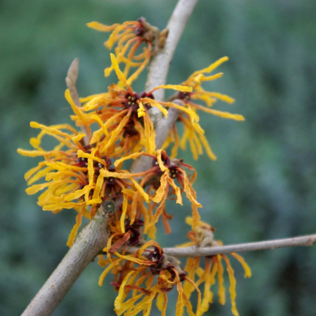 Promesse de Fleurs - Hamamelis x intermedia Orange Peel - Noisetier de sorcière Pot de 3L/4L