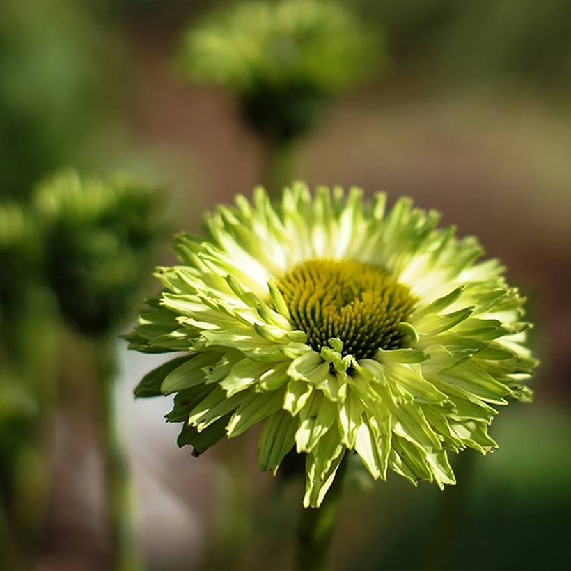 Promesse de Fleurs - Echinacea SunSeekers Apple Green - Echinacée Godet de 8/9 cm