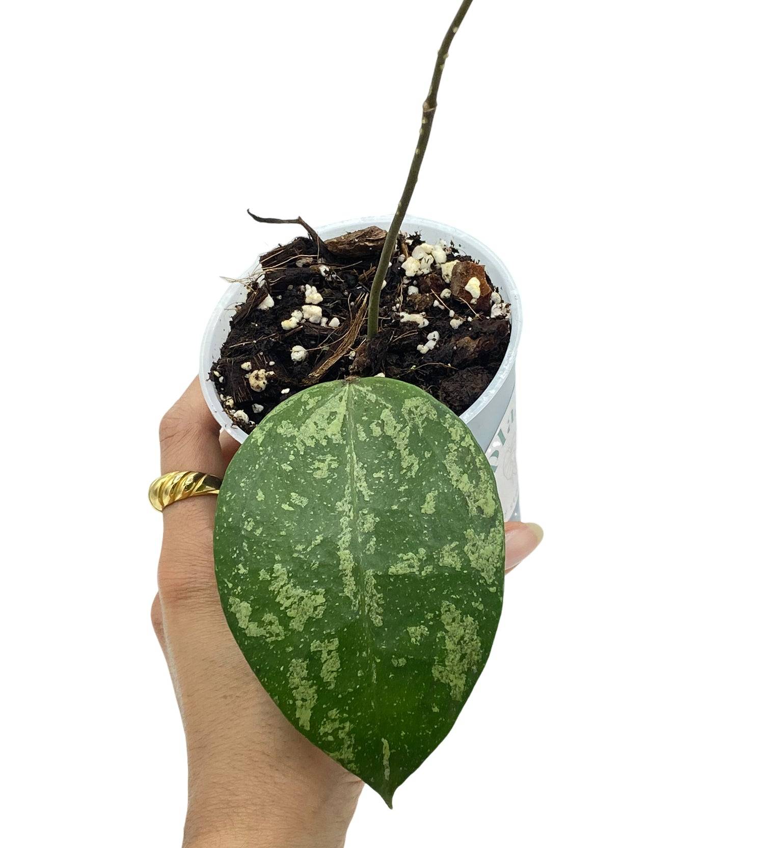 Hoya Verticillata Nganjuk - Pot de 9cm - Plantes d'intérieur - Image 1