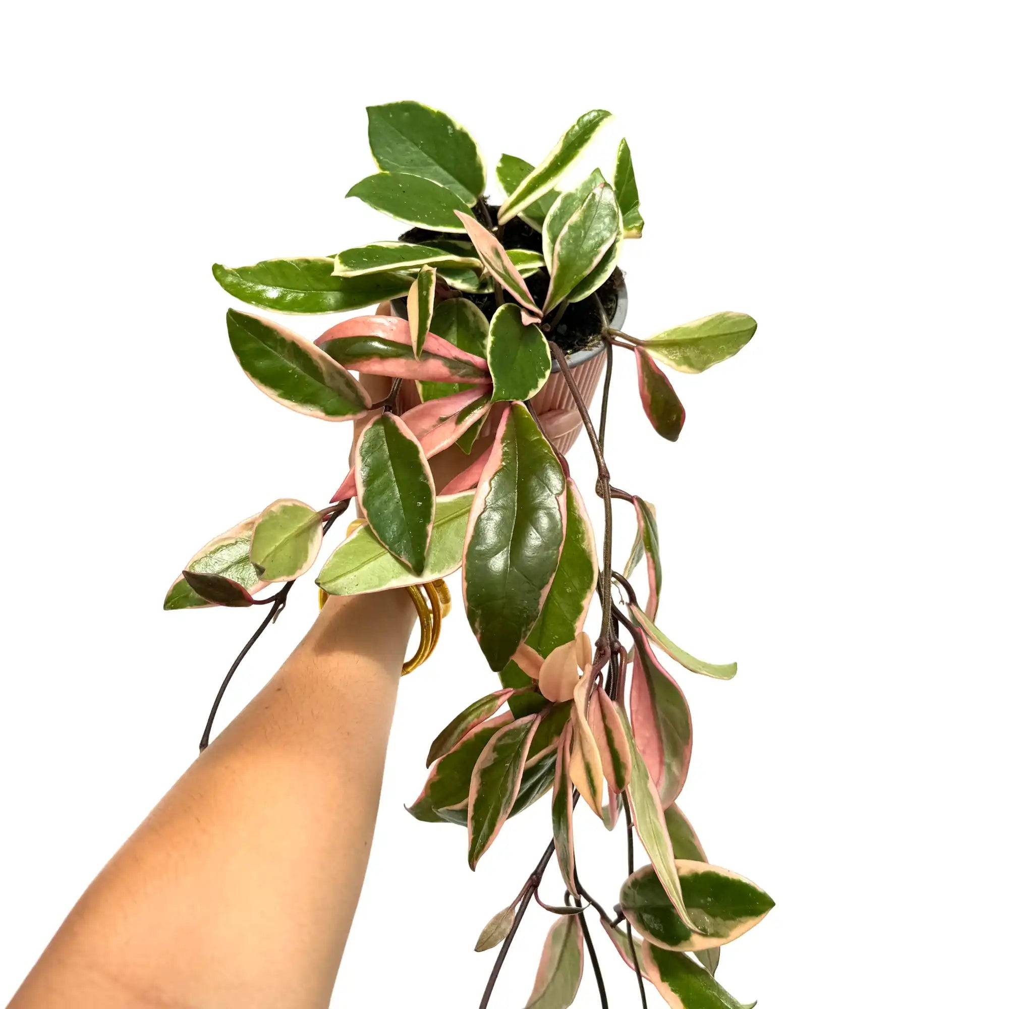 Hoya Carnosa Flamingo Dream - Pot de 11cm - Plantes d'intérieur - Image 1