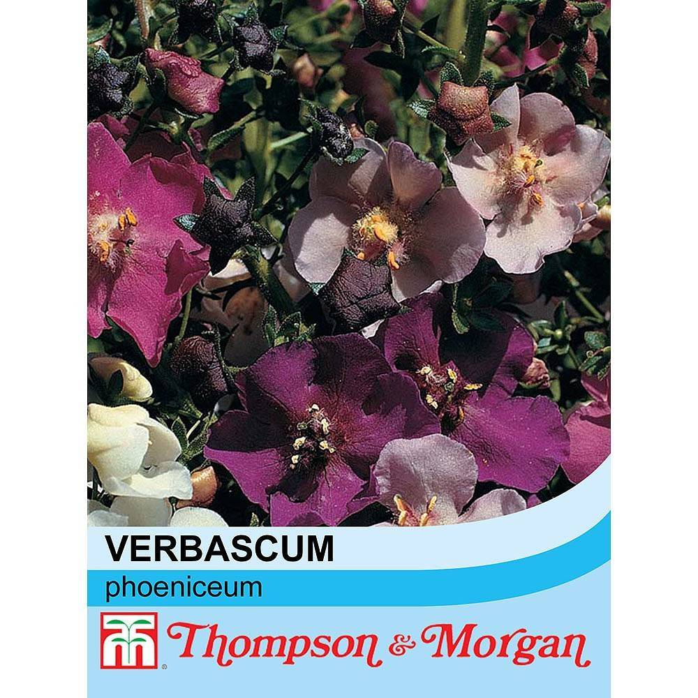 Graines de Verbascum phoeniceum en mélange - Molène le sachet de 650 graines environ (0,1g)