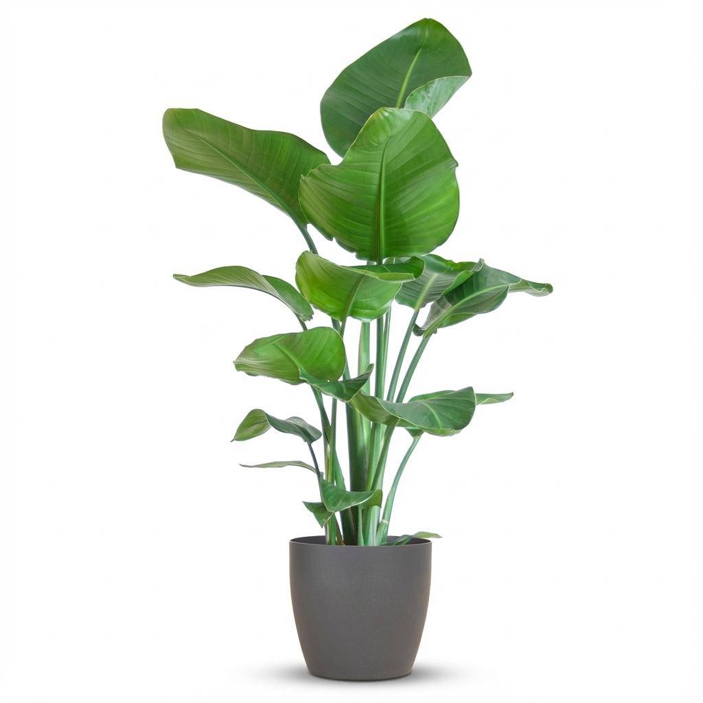 Strelitzia Nicolai - Pot de 21cm - Hauteur 80cm - Gris - Plantes d'intérieur - Image 1