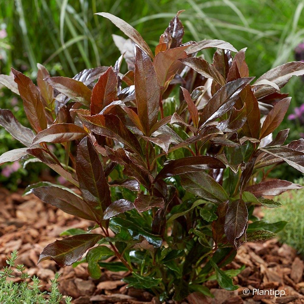 Viburnum odoratissimum Coppertop - Viorne parfumée Pot de 3L/4L - Image 1