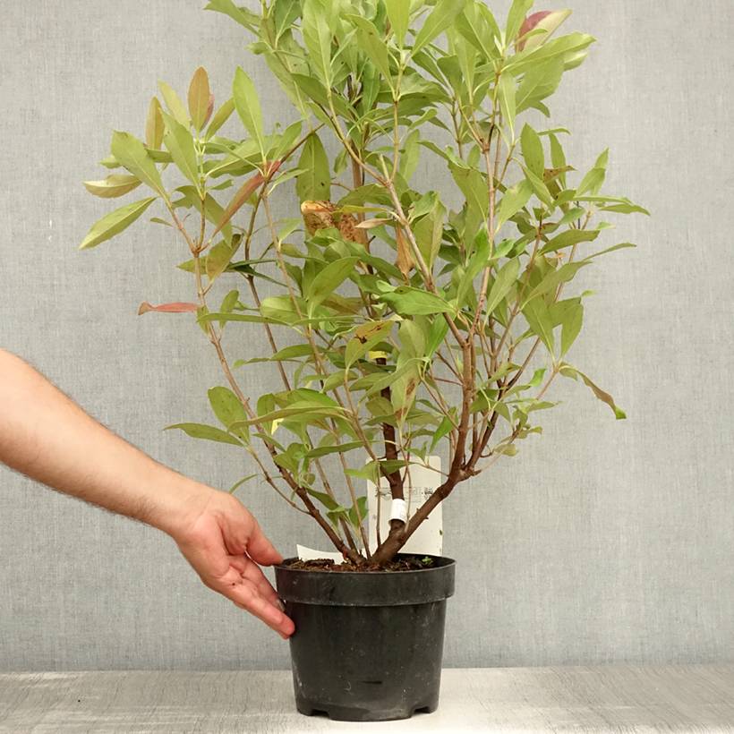 Viburnum odoratissimum Coppertop - Viorne parfumée  Pot de 3L/4L - Image 2