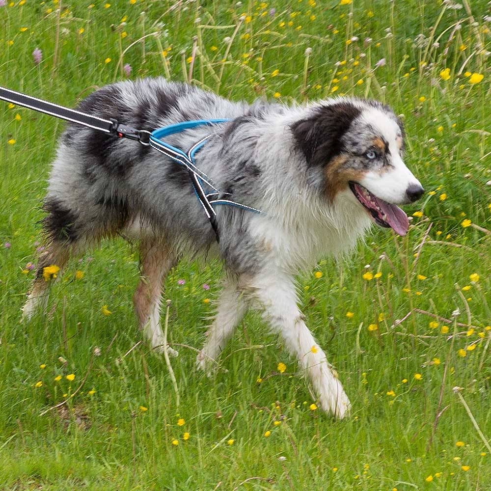 Ferplast - Ferplast Harnais chien SPORT DOG, Harnais pour chien taille Grande,  Harnais Suédois, Rembourrage doux, Coutures Réfléchissantes, Fermeture par - Image 3