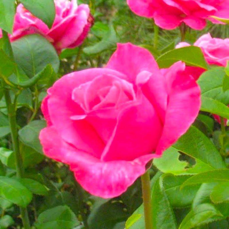Rosier 'Parfum Royal®' - Conteneur 3L - Pépinières Naudet