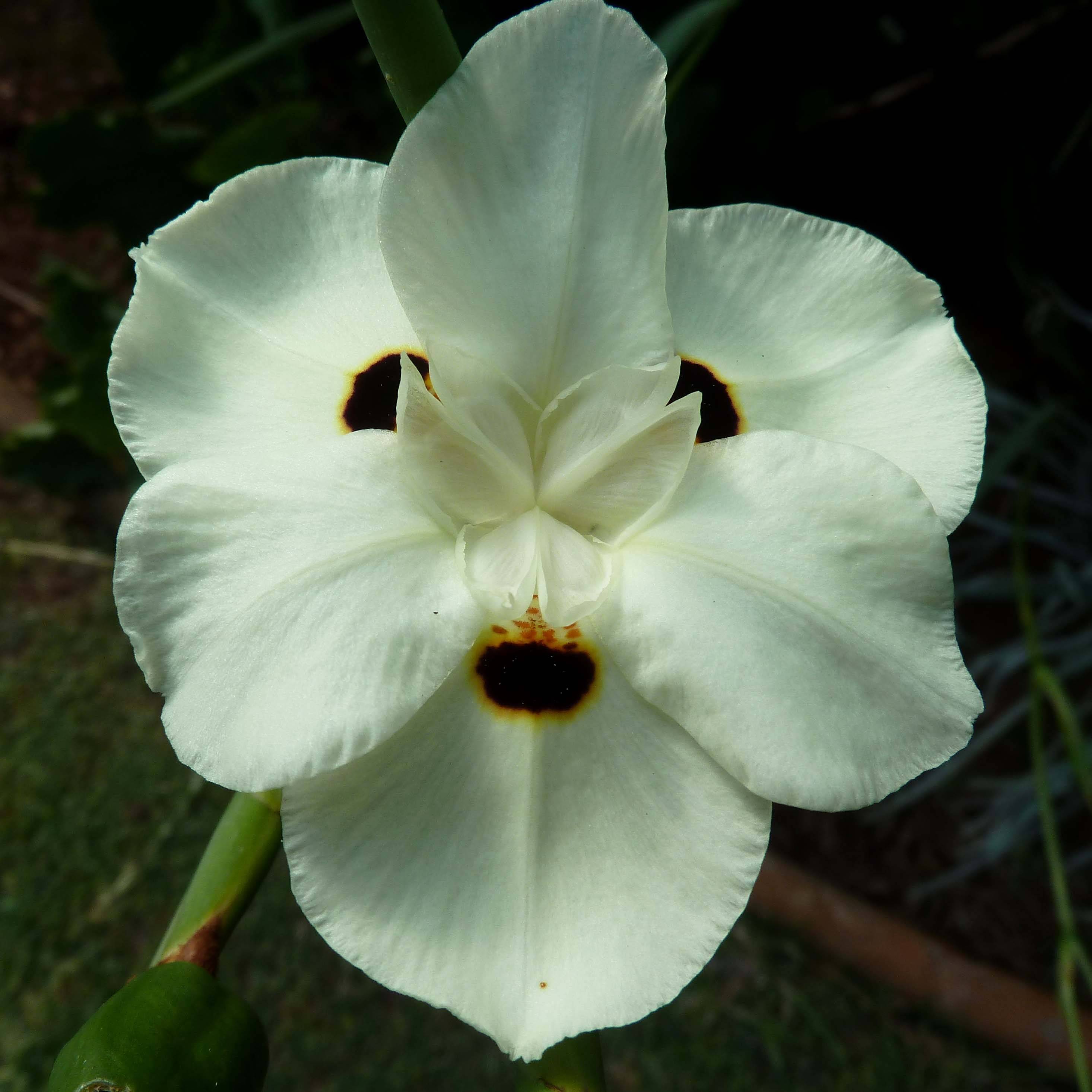 Promesse de Fleurs - Dietes bicolor - Iris espagnol Pot de 2L/3L