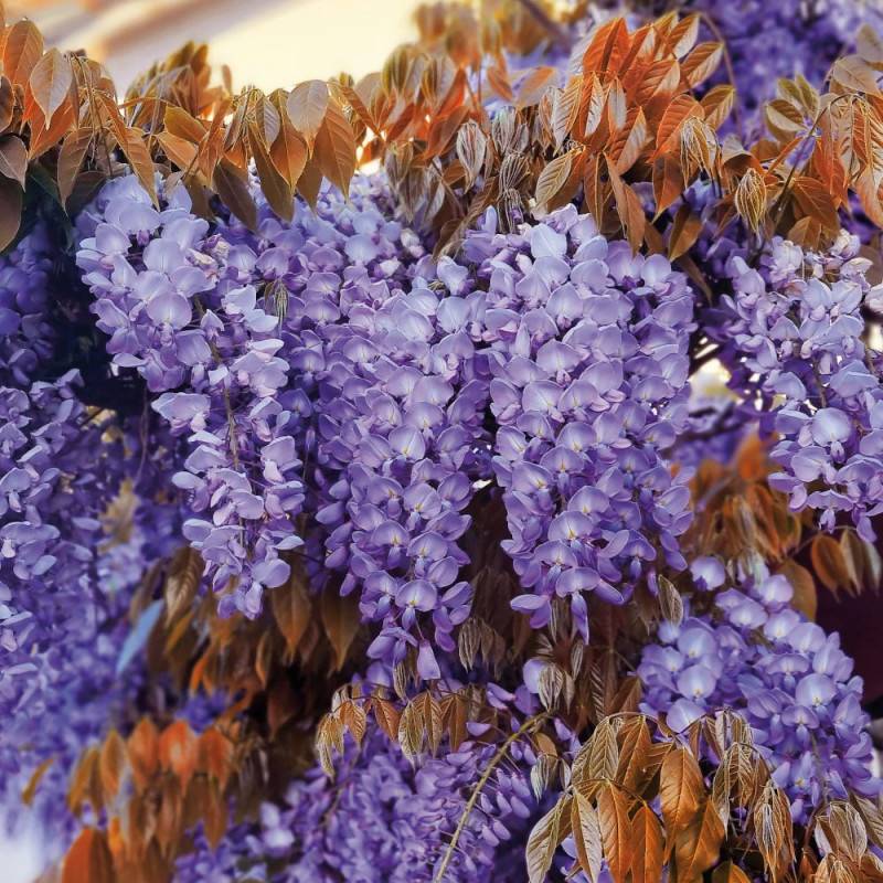 Glycine de Chine Blue Line® 'Copper Leo' à fleurs Bleue - feuillage Caduc - Godet - 5/20 cm- hauteur à maturité De 5,00 m à 10,00 m - Image 10