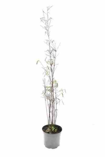 Sans Marque - Fargesia "Jiuzhaigou 1" (Bambou non traçant) Taille:Pot de 10 litres ? 120/140 cm - Image 2