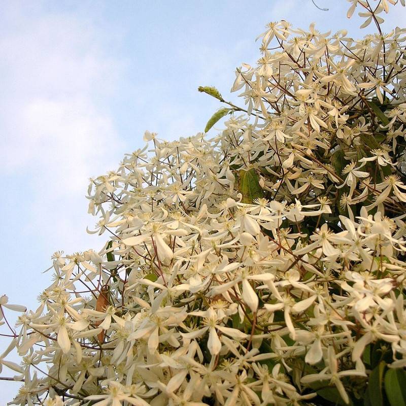 Clématite armandii à fleurs Blanche/ - feuillage Persistant - Godet - 5/20 cm - Image 6