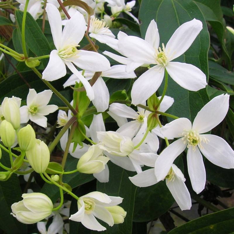 Clématite armandii à fleurs Blanche/ - feuillage Persistant - Godet - 5/20 cm - Image 1
