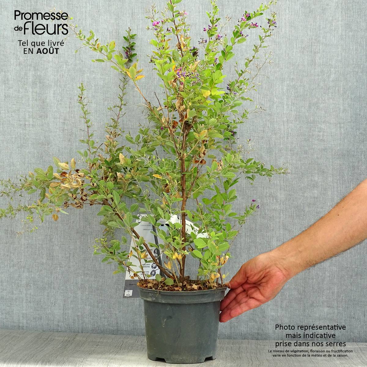 Lespedeza bicolor Summer Beauty - Trèfle en arbre  Pot de 3L/4L - Image 2