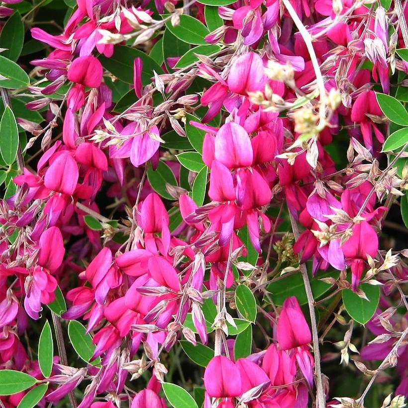 Lespedeza bicolor Summer Beauty - Trèfle en arbre  Pot de 3L/4L