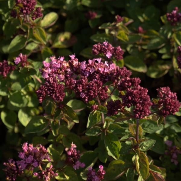 Origanum hybride Rosenkuppel, Origan, Marjolaine Godet de 8/9 cm