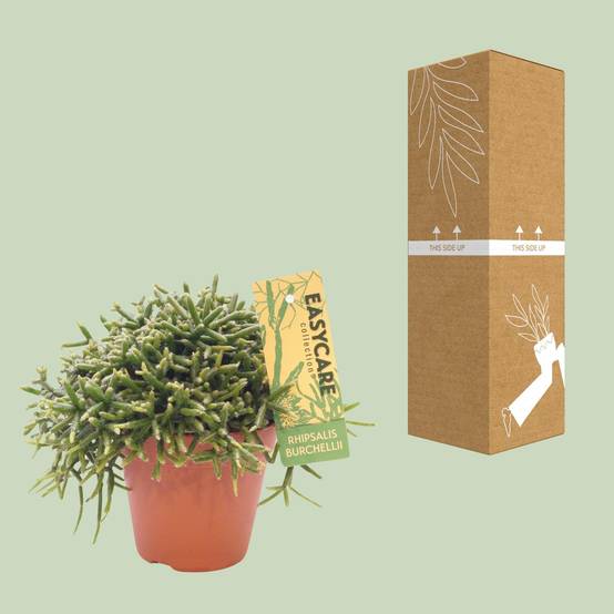 Rhipsalis Burchellii - D12 H20cm - Image 2